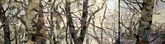 Winter Trees with Gold Trim #1 and 2  2017